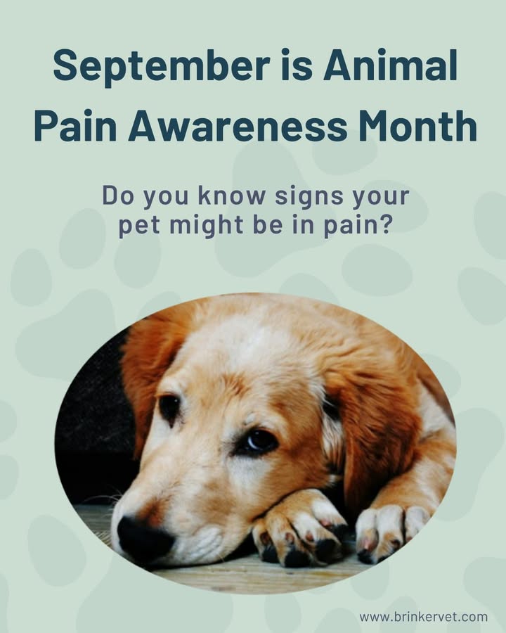 There are many reasons a pet may experience pain, including an injury, arthritis, post-surgery, and cancer, to name a few