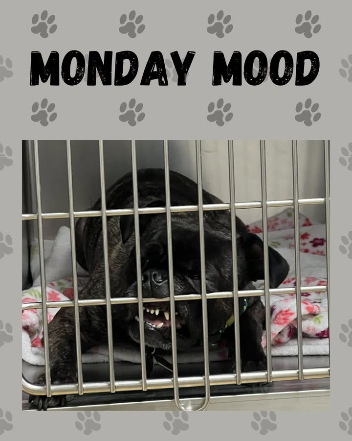 What's your mood today?