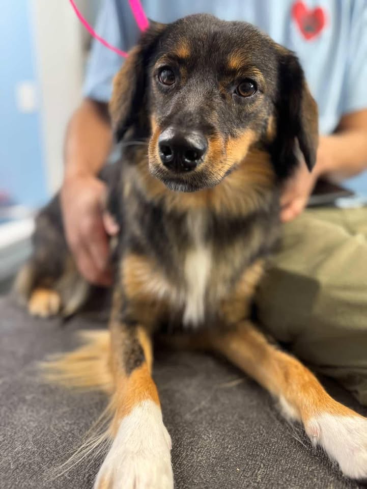 I'm getting my feathers trimmed today but I'm already beautiful so I had to pose for this pic!