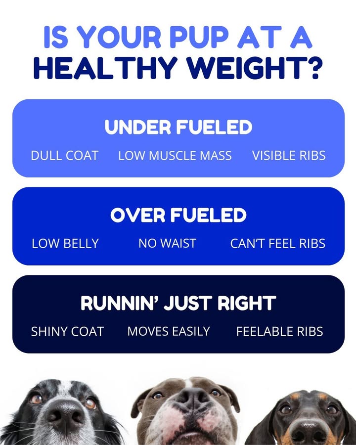 A few extra winter pounds can sneak up on pets