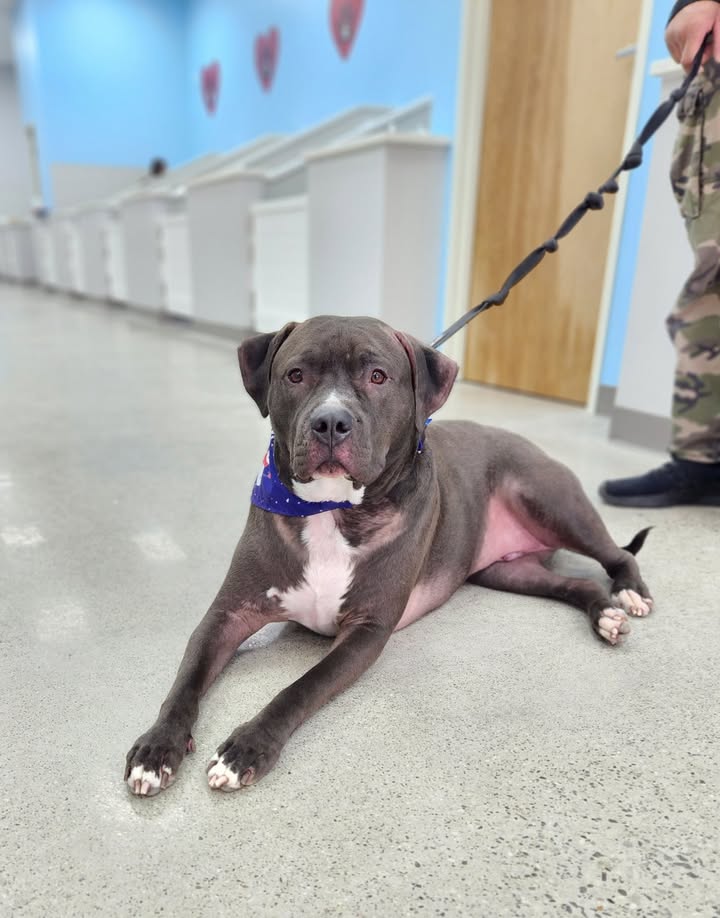 Just chillin waiting for my Dad ❤️🐾