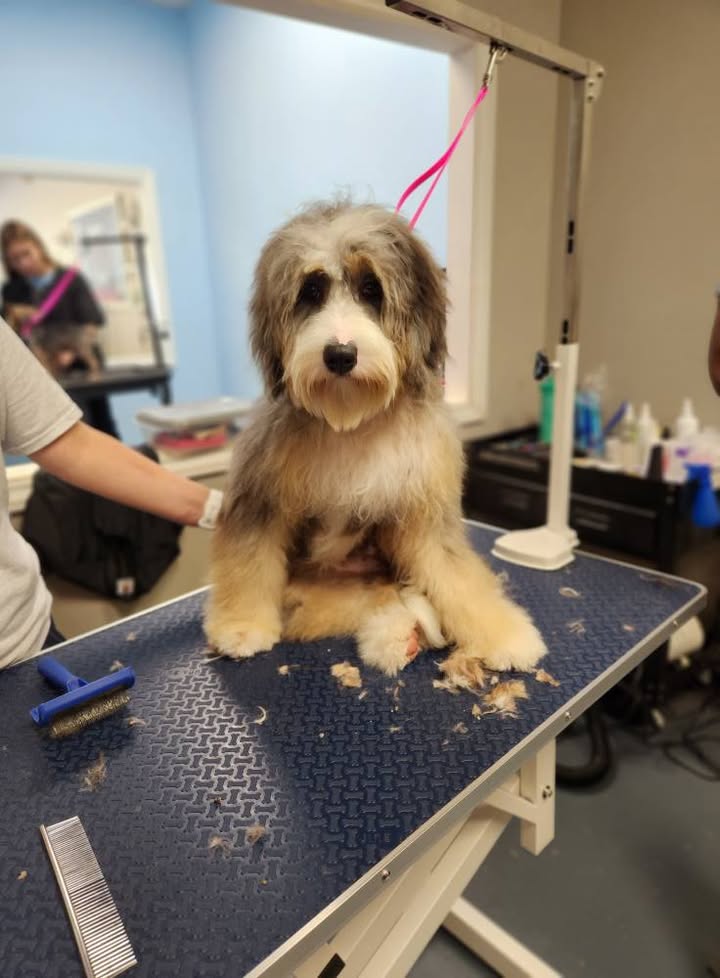 Photos from Love 4 Dogs's post