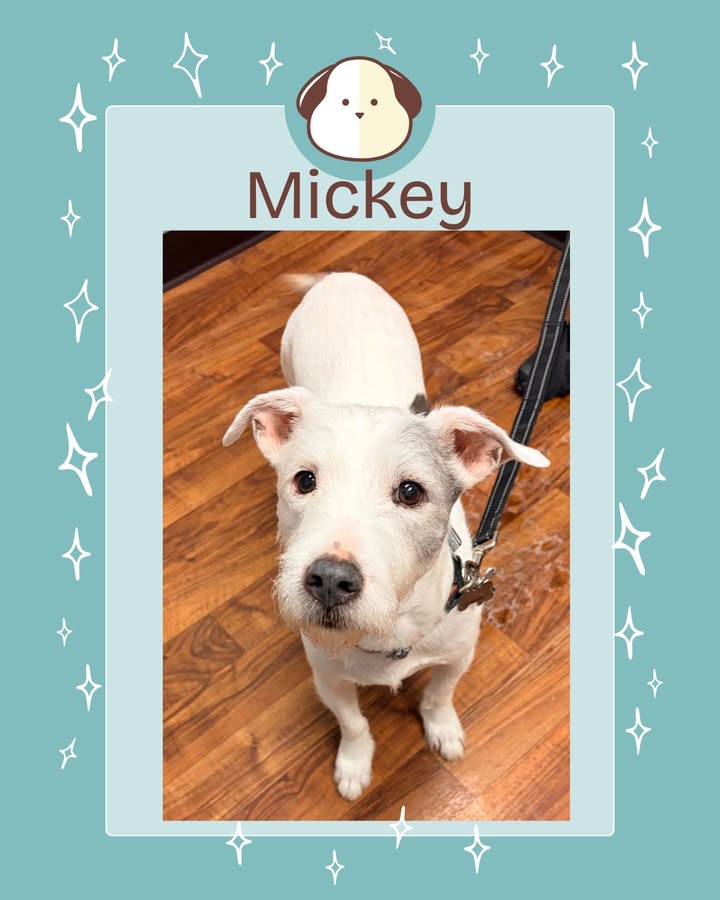 We have a special place in our hearts for scruffy dogs, so we were very excited when Dr