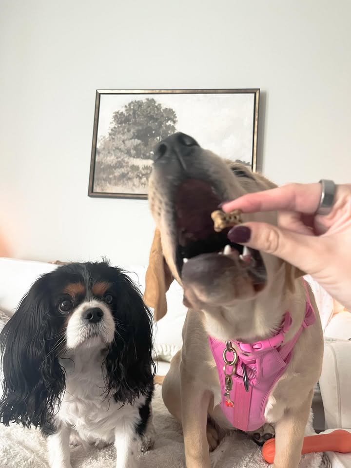 Photos from Healthy Dogma's post