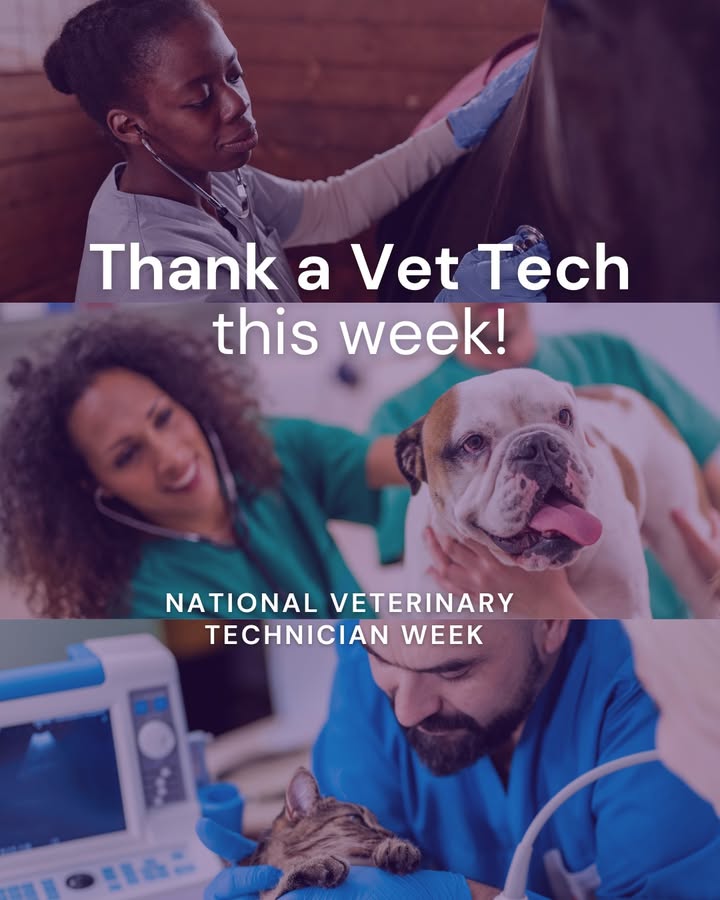Every year we celebrate National Veterinary Technician Week where we show our gratitude to the hard-working veterinary technicia...