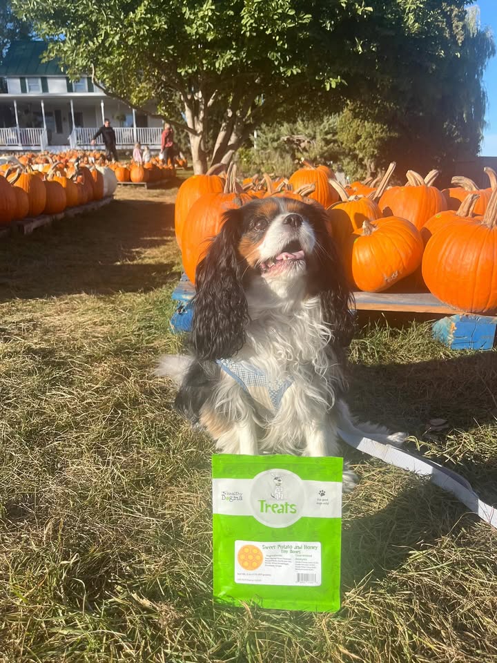 It’s that time of year to take your pup on fall activities using our tiny bones!