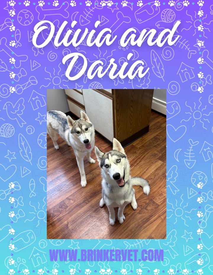 We saw our friends Olivia and Daria recently for their final puppy visits