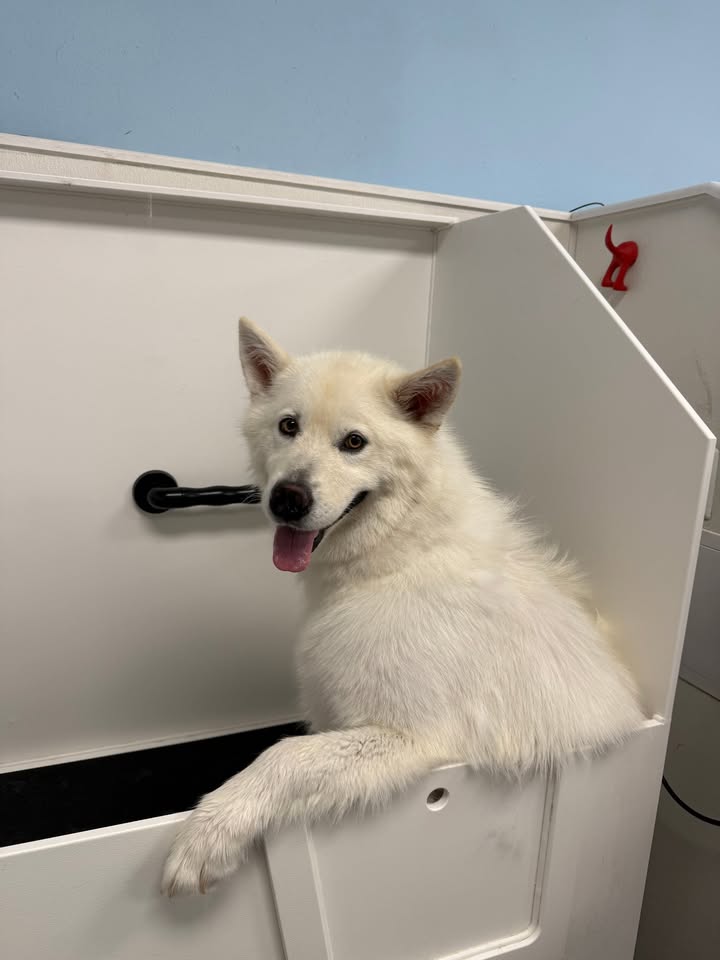 These tubs are pretty comfy! 😁❤️🐾