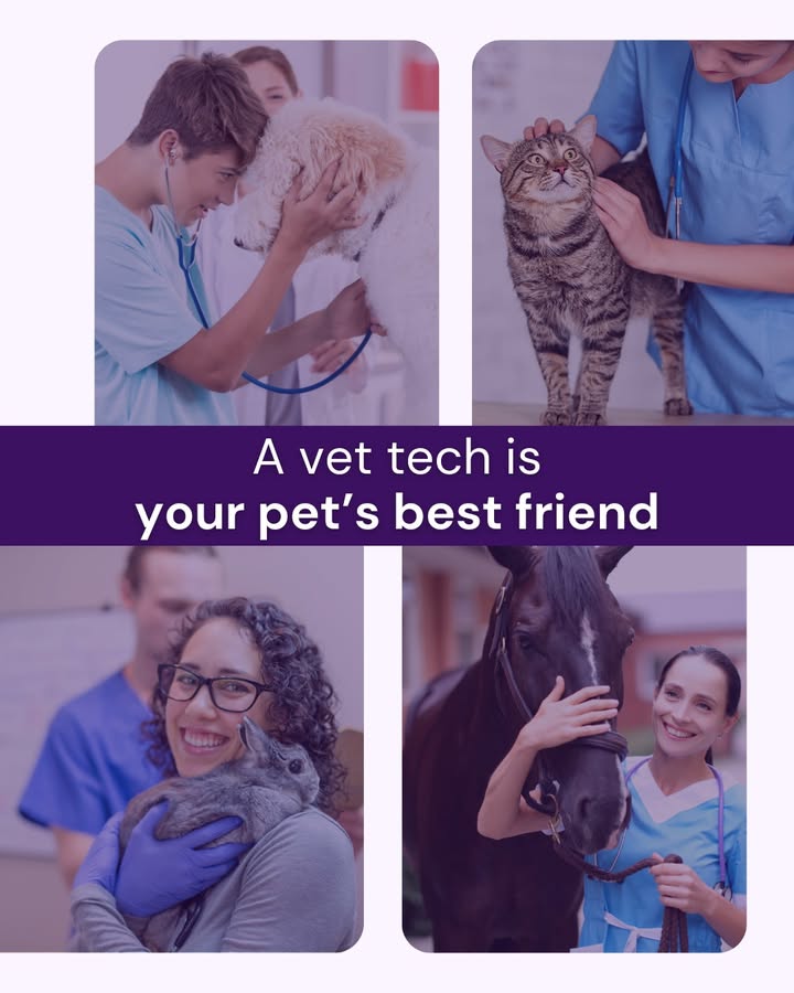 Our vet techs are the heart of your pet's healthcare