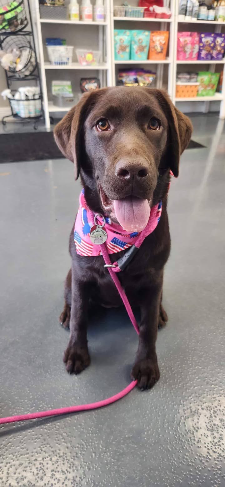 Photos from Love 4 Dogs's post