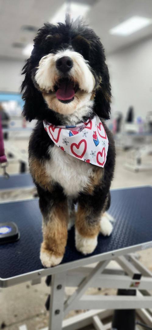 Photos from Love 4 Dogs's post