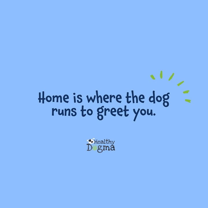 🏡🐾 Home isn’t a place… it’s that wagging tail at the door