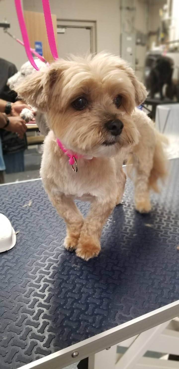 Photos from Love 4 Dogs's post