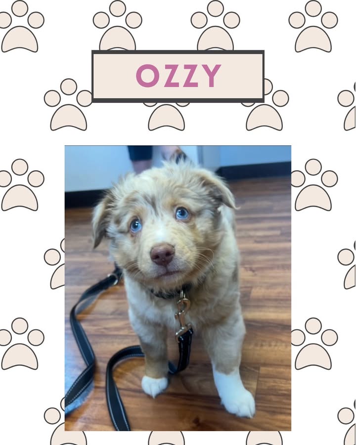 Ozzy came to see us for puppy vaccines, and we could not get over how cute his eyes are!