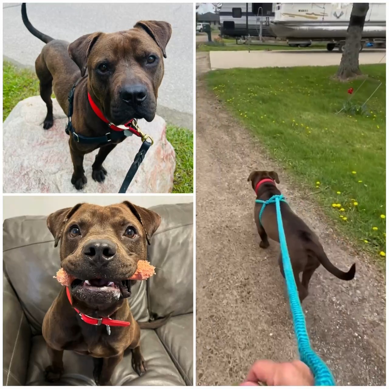 Find Hershel a Family