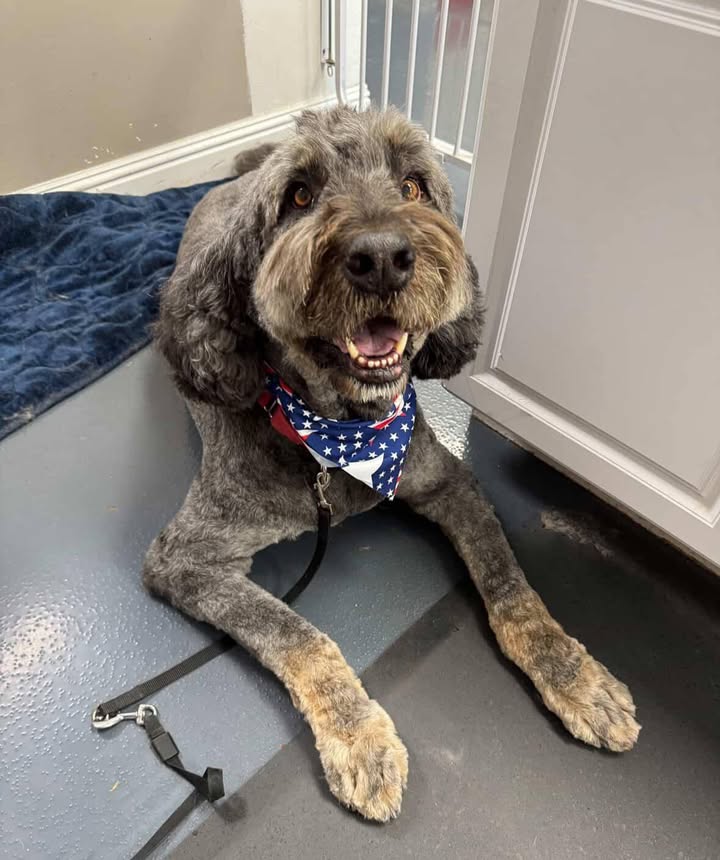 Photos from Love 4 Dogs's post
