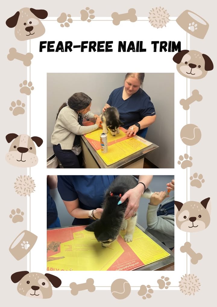 While going to the vet can be stressful for most pets, we implement fear-free practices to ease your pet's anxiety
