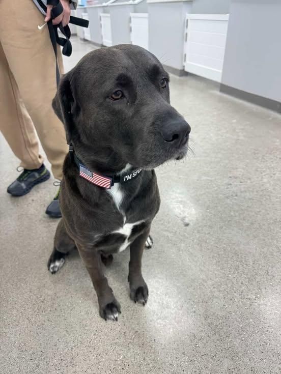 Loving Life at Love 4 Dogs! ❤️🐾