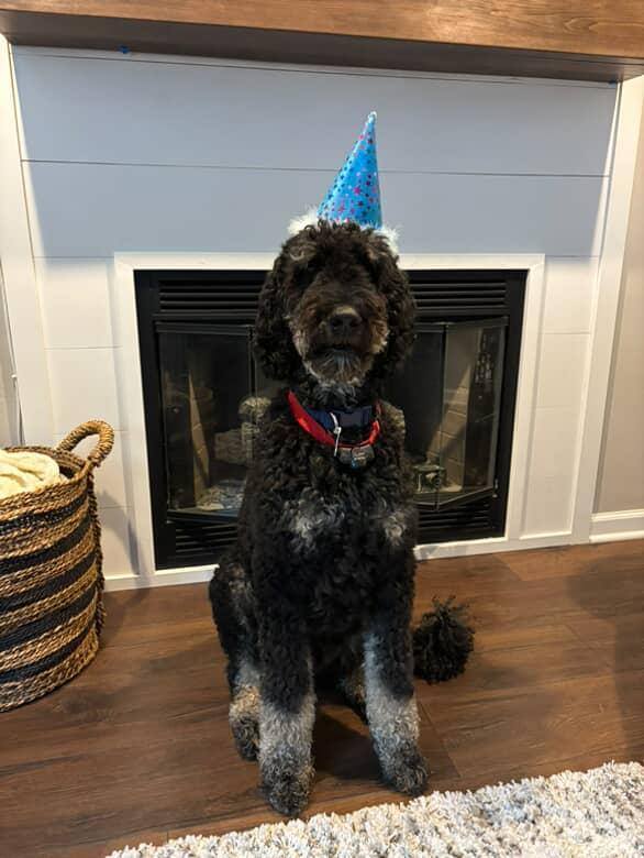 Photos from Love 4 Dogs's post